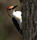 Red-bellied Woodpecker