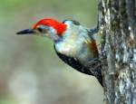 Red-bellied Woodpecker