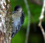 Red-bellied Woodpecker