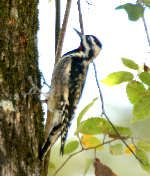 Yellow-bellied Sapsucker