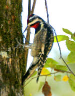Yellow-bellied Sapsucker