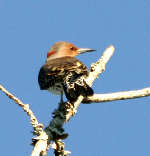Red-bellied Woodpecker