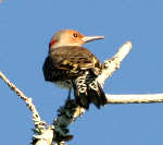 Red-bellied Woodpecker