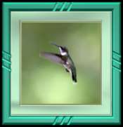 Ruby-throated Hummingbird
