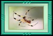 Golden Silk Spider