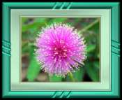 Sensitive Briar Flower