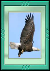 Bald Eagle in flight