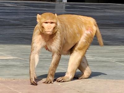 Don't Monkey Around