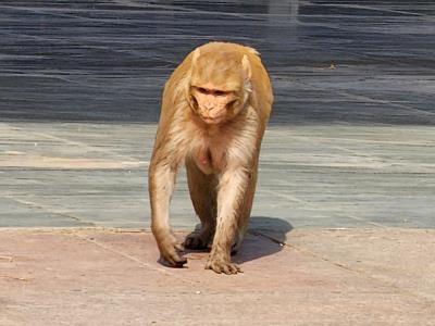 Don't Monkey Around