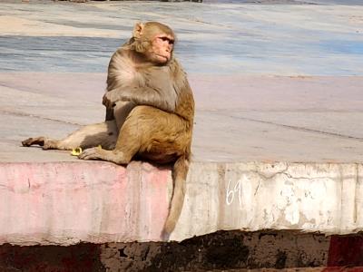 Don't Monkey Around
