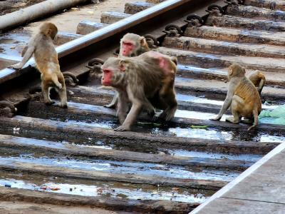 Don't Monkey Around