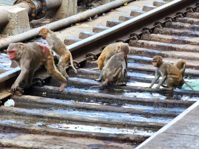 Don't Monkey Around