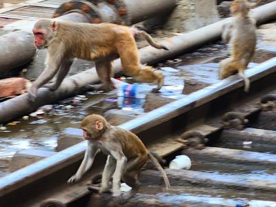 Don't Monkey Around