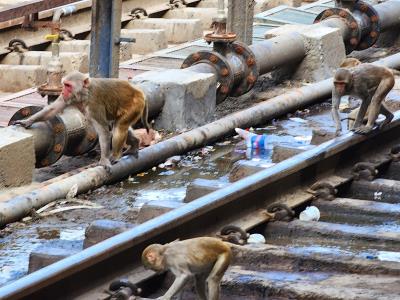 Don't Monkey Around