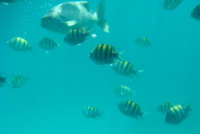 Glass Bottom Boat