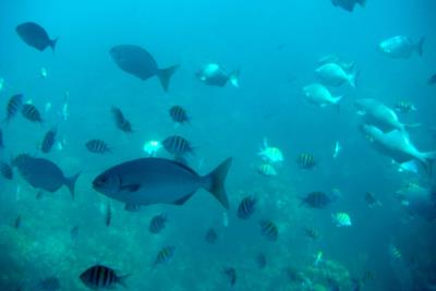 Glass Bottom Boat