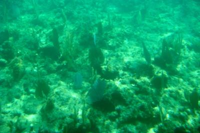 Glass Bottom Boat