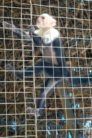 Capuchin Monkey