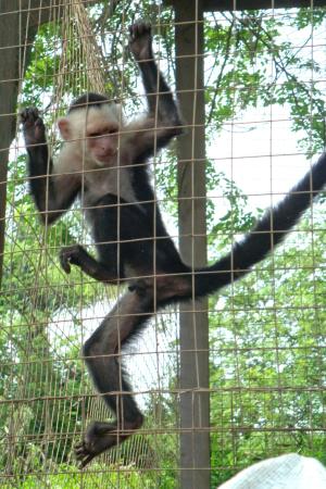 Capuchin Monkey