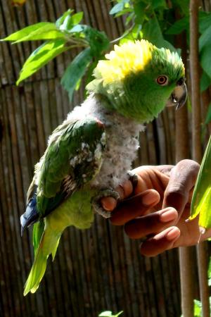 Parrot
