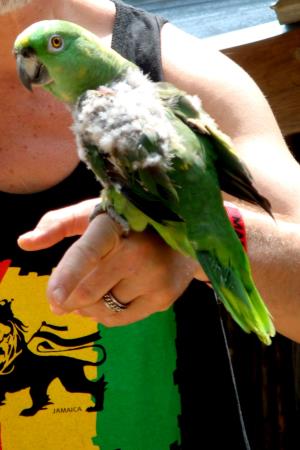 Parrot