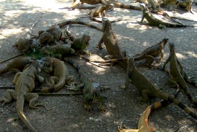 Iguanas