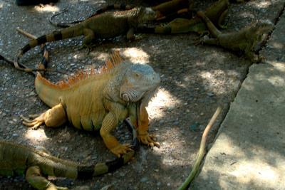 Iguanas