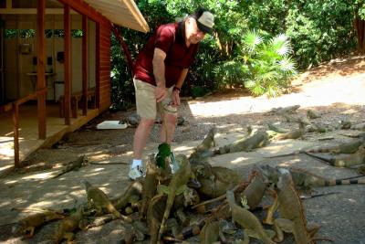 Iguanas