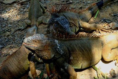 Iguanas