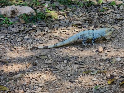 Uxmal - Iguana