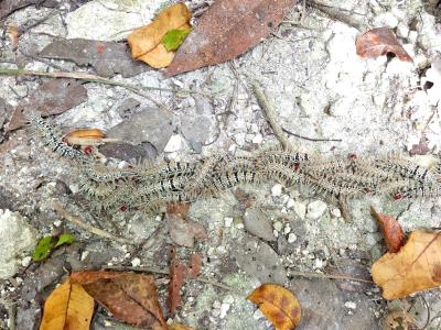 Calakmul World Heritage Site