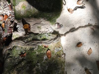Calakmul World Heritage Site